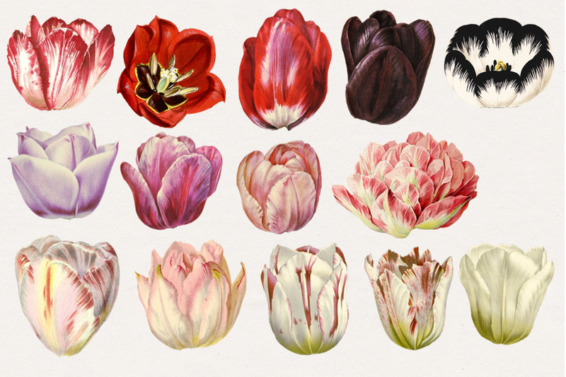 vintage-watercolor-tulips