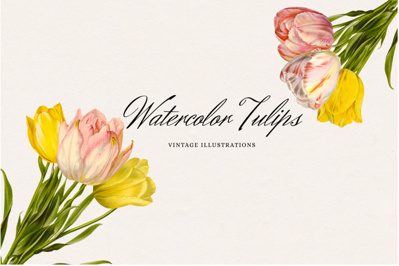 vintage-watercolor-tulips