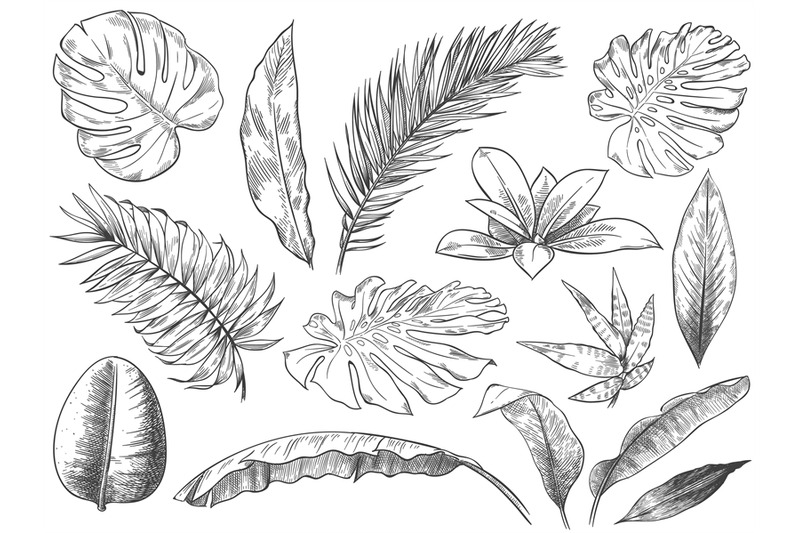 hand-drawn-tropical-leaves-sketch-tropic-plants-leafs-hand-drawn-exo