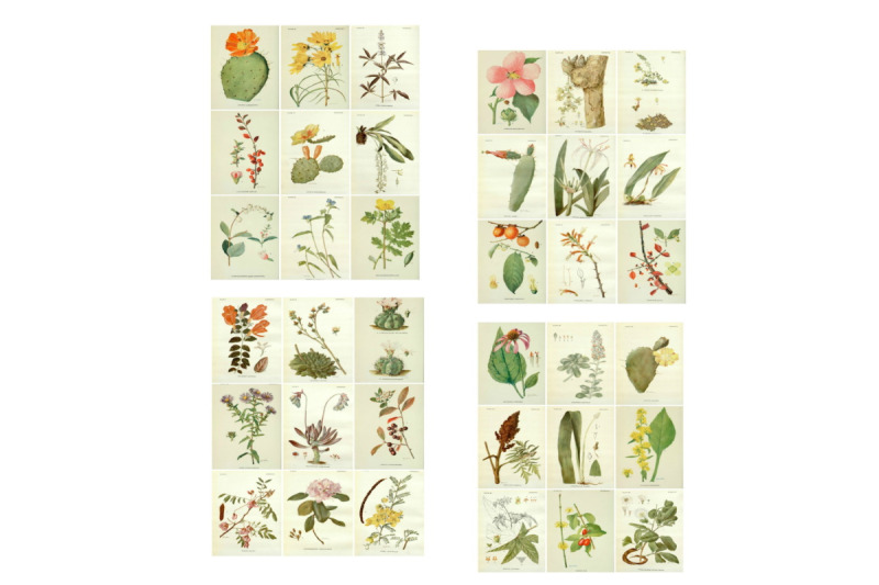 blooming-desert-rose-botanical-journal-scrapbook-kit