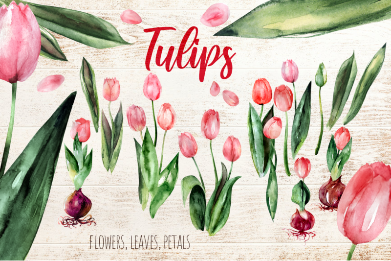 tulips-and-macaroons