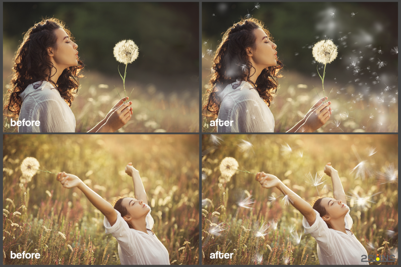 50-dandelion-flowers-photo-overlays-photoshop-overlay