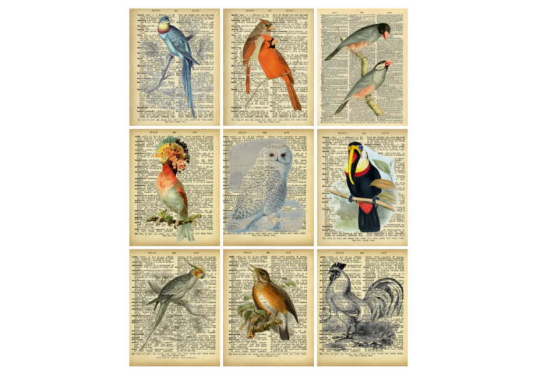 printable-dictionary-pages-birds-collage-2