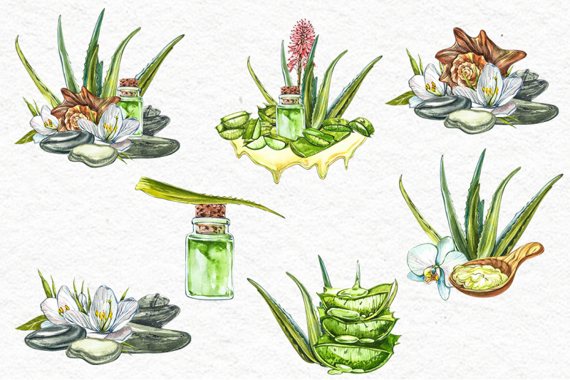 aloe-vera-botanical-illustrations