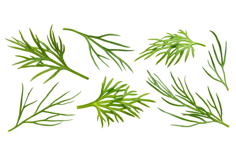 dill-isolated-on-white-background-with-clipping-path