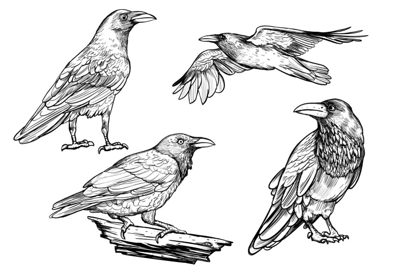 drawn-ravens