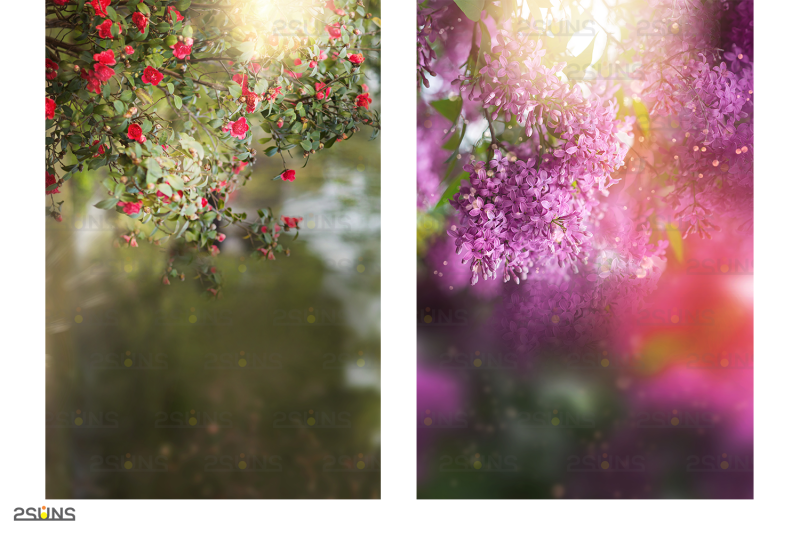 Blooming tree branch overlay, Floral Portrait Background, Photo Art By
