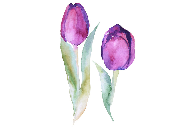 Watercolor two purple tulips sketch By Mantiska | TheHungryJPEG