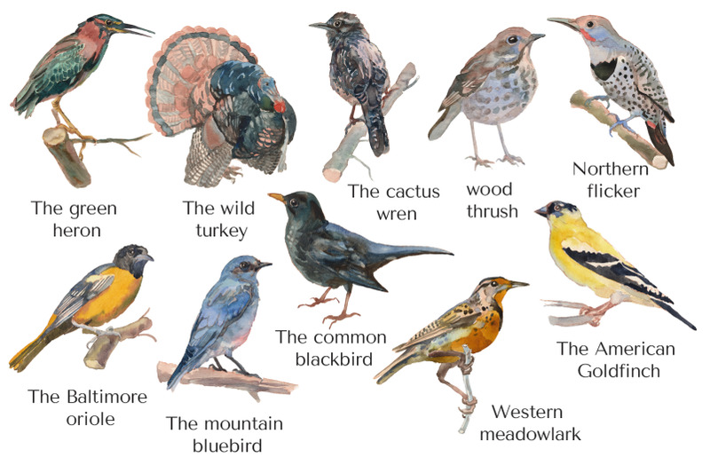 american-birds-watercolor-set