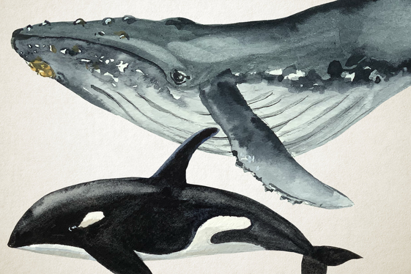 whales-watercolor-clip-art-amp-print