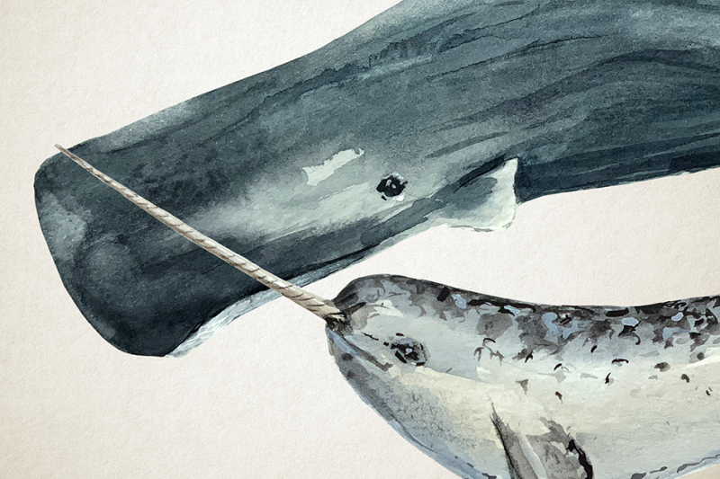 whales-watercolor-clip-art-amp-print