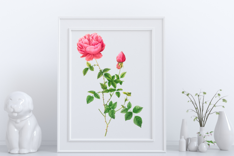 pink-vintage-flowers-botanical-iliustration-vintage-rose