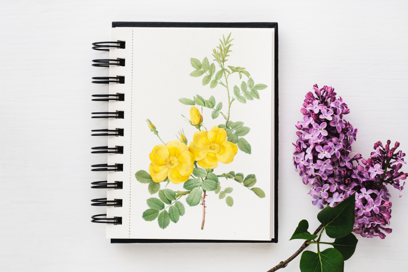 yellow-vintage-flowers-botanical-iliustration-vintage-rose