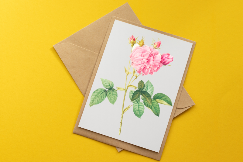 pink-vintage-flowers-botanical-iliustration-vintage-rose