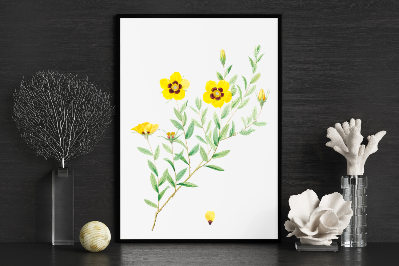 yellow-vintage-flowers-botanical-iliustration-vintage-rose