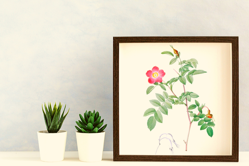 pink-vintage-flowers-botanical-iliustration-vintage-rose