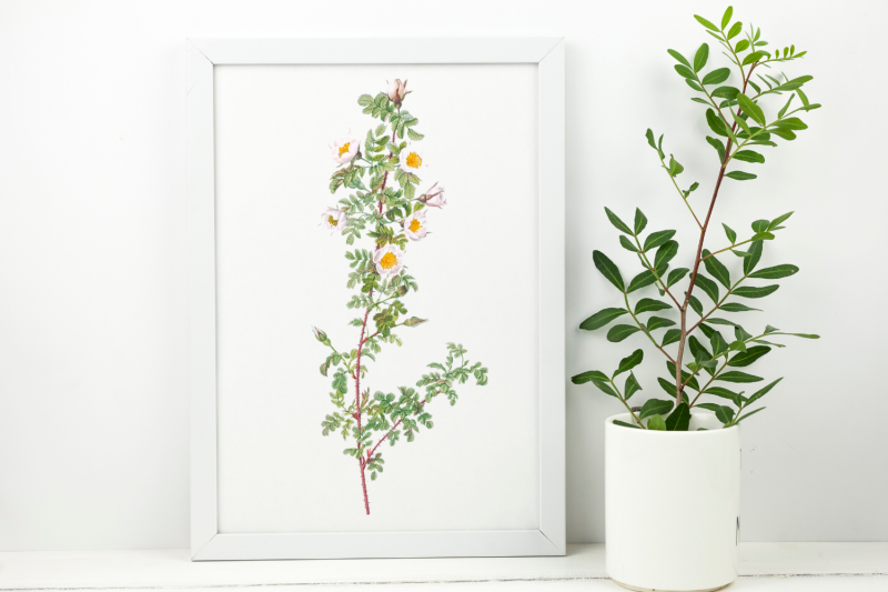 white-vintage-flowers-botanical-iliustration-vintage-rose