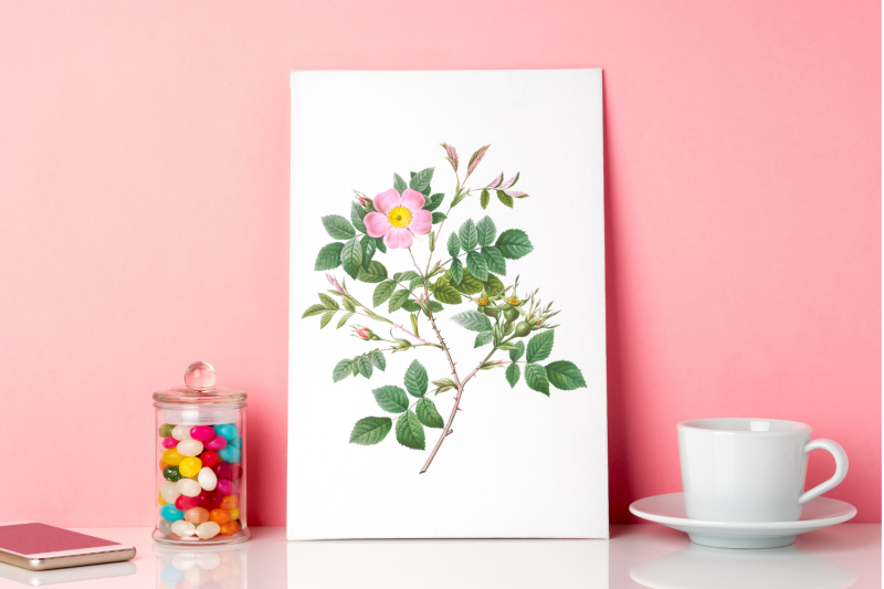 pink-vintage-flowers-botanical-iliustration-vintage-rose