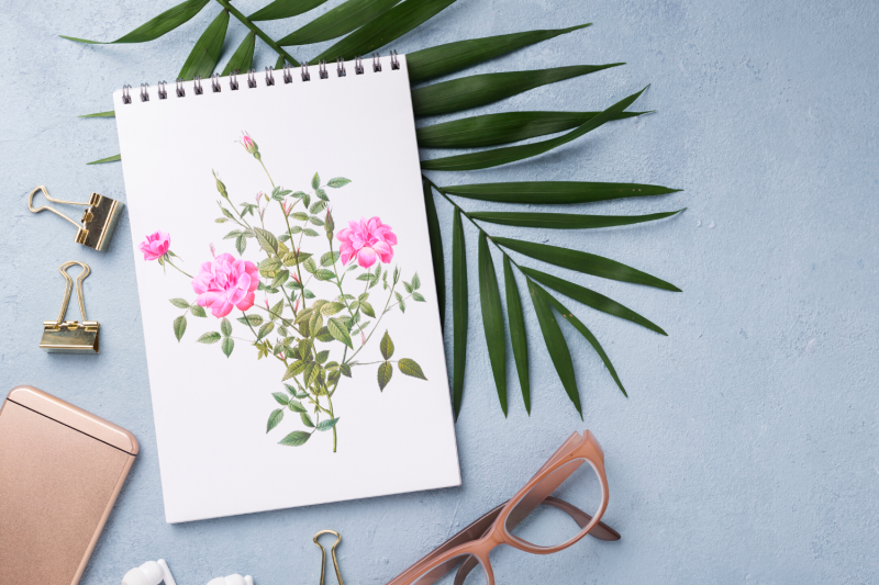 pink-vintage-flowers-botanical-iliustration-vintage-rose