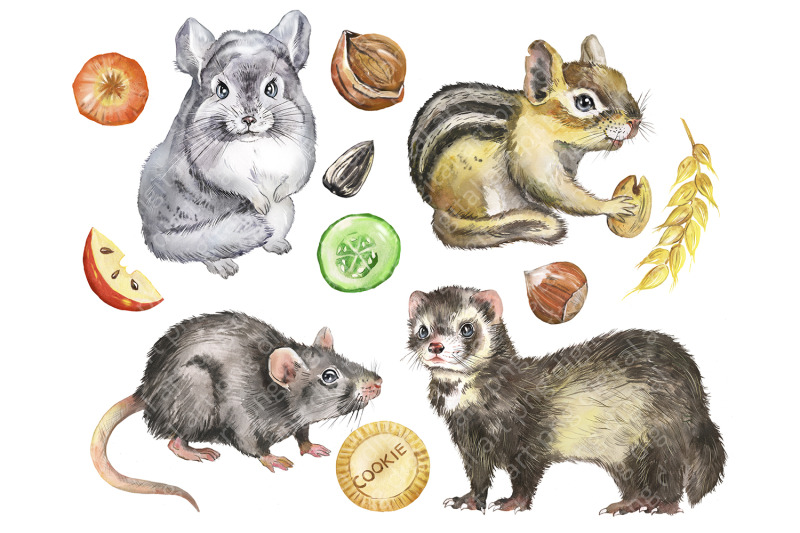 pet-animal-clipart-pictures-with-animals-rodents-chinchilla-ferret