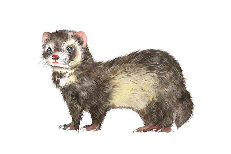 pet-animal-clipart-pictures-with-animals-rodents-chinchilla-ferret