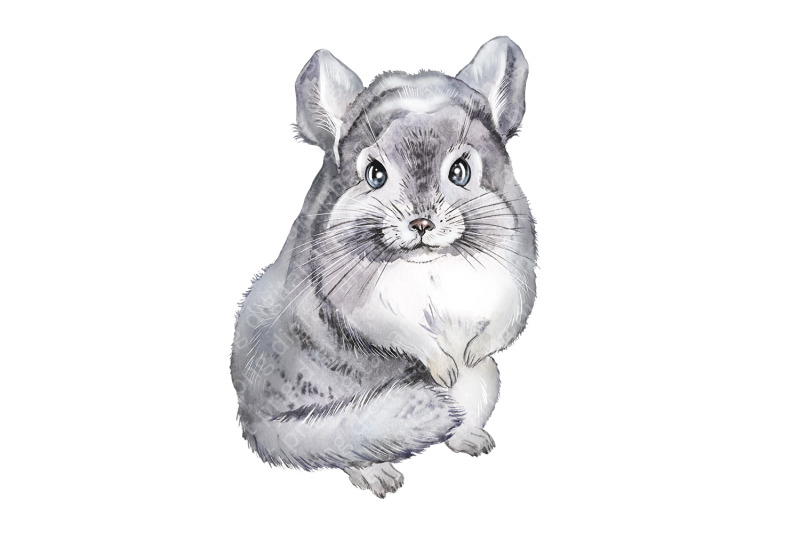 pet-animal-clipart-pictures-with-animals-rodents-chinchilla-ferret