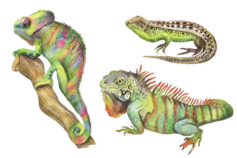 watercolor-reptile-clipart-pet-animal-clipart-chameleon-lizard