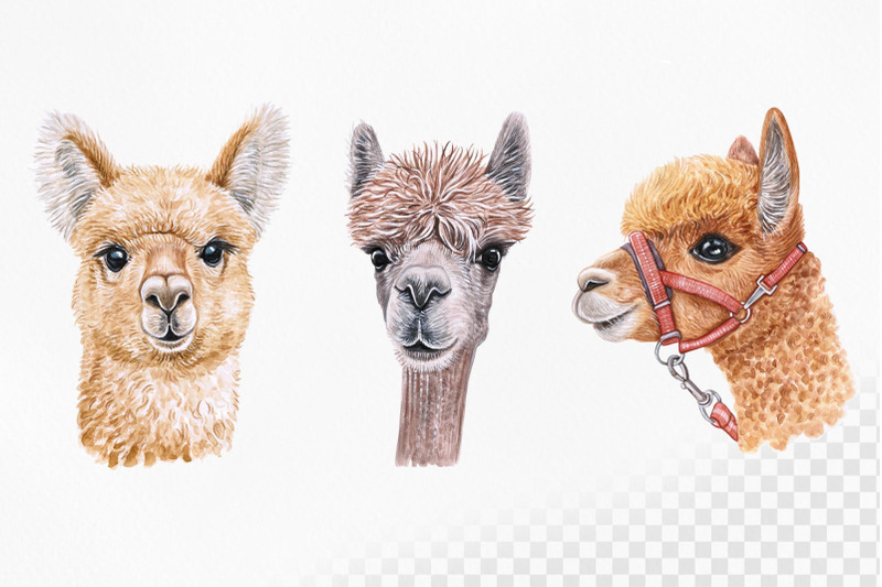llama-watercolor-set-lama-illustrations-9-alpaca