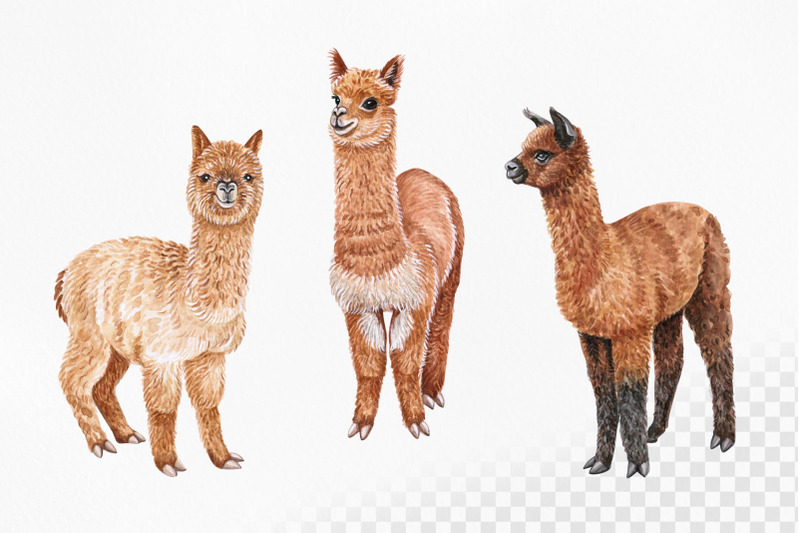 llama-watercolor-set-lama-illustrations-9-alpaca