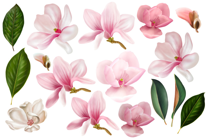 magnolia-digital-flowers