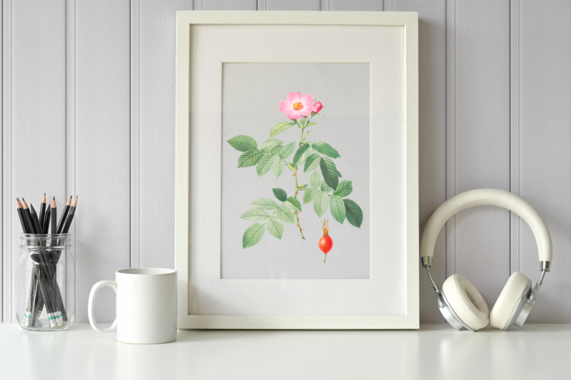 pink-vintage-flowers-botanical-iliustration-vintage-rose