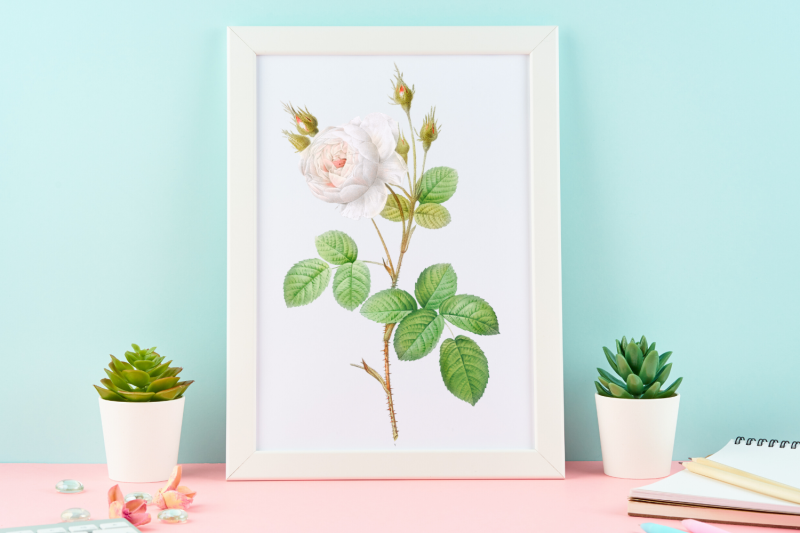 white-vintage-flowers-botanical-iliustration-vintage-rose