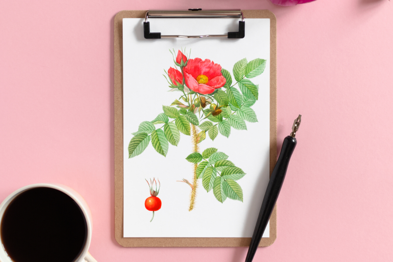 red-vintage-flowers-botanical-iliustration-vintage-rose