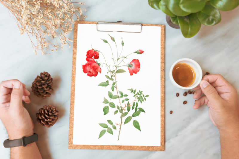 red-vintage-flowers-botanical-iliustration-vintage-rose