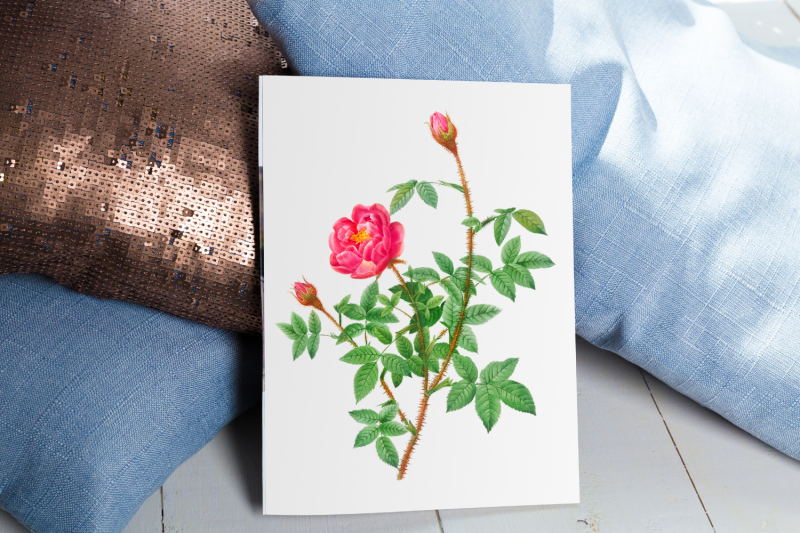 pink-vintage-flowers-botanical-iliustration-vintage-rose