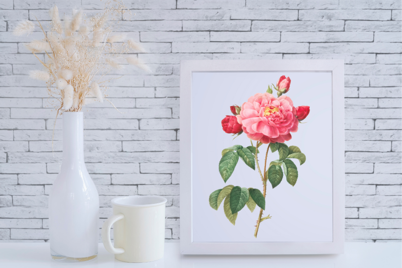 pink-vintage-flowers-botanical-iliustration-vintage-rose