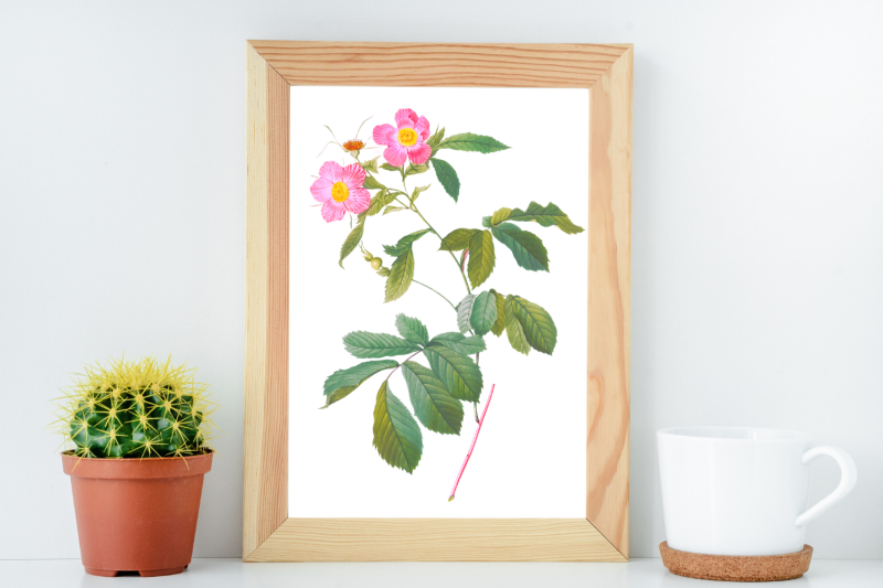 pink-vintage-flowers-botanical-iliustration-vintage-rose