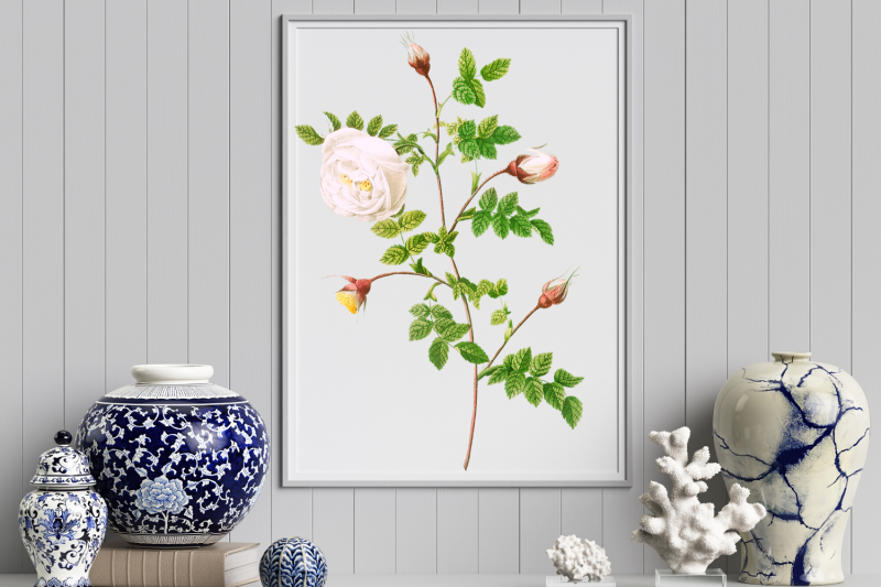 white-vintage-flowers-botanical-iliustration-vintage-rose