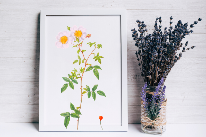 white-vintage-flowers-botanical-iliustration-vintage-rose