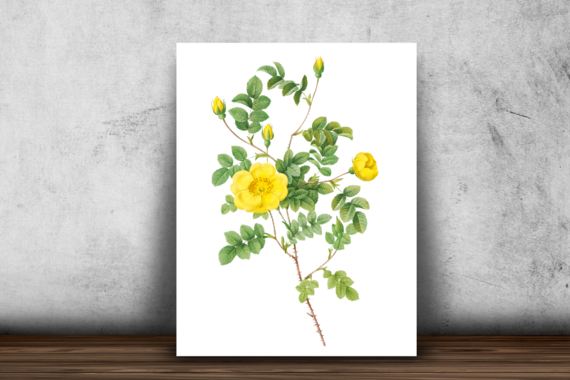 yellow-vintage-flowers-botanical-iliustration-vintage-rose
