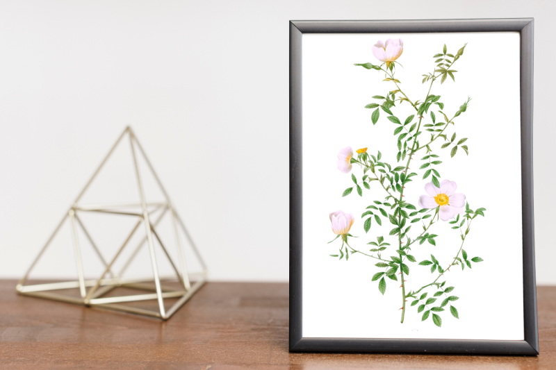 white-vintage-flowers-botanical-iliustration-vintage-rose