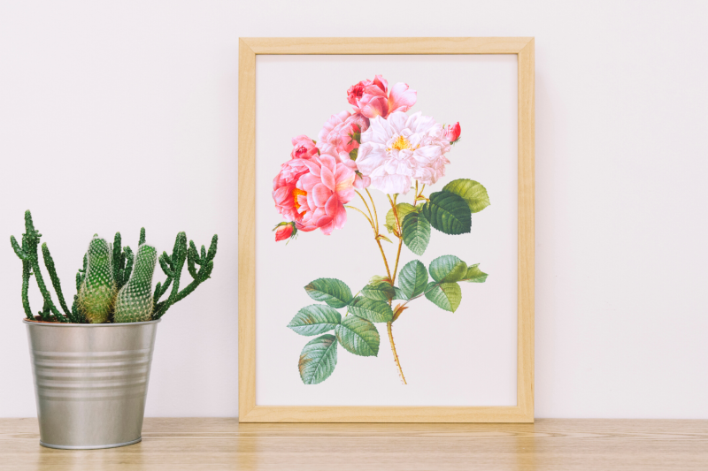pink-vintage-flowers-botanical-iliustration-vintage-rose
