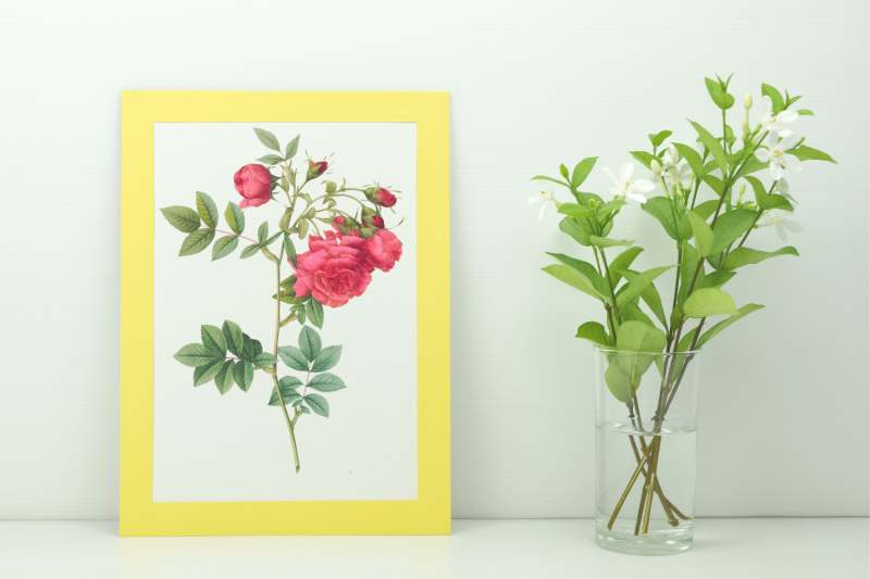 red-vintage-flowers-botanical-iliustration-vintage-rose