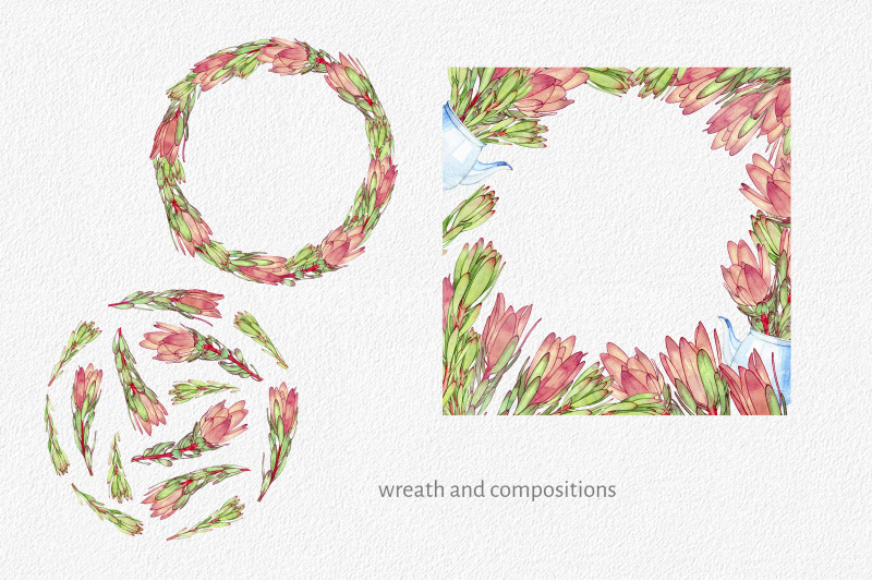 protea-flower-watercolor-clipart