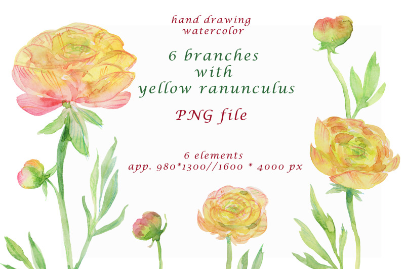 watercolor-hand-painted-yellow-ranunculus-clipart