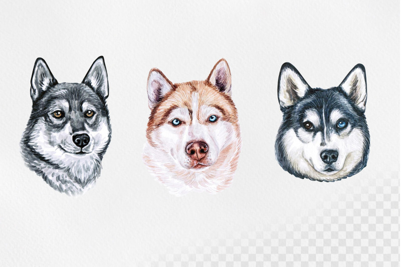 siberian-husky-watercolor-set-dog-illustrations-9-dogs