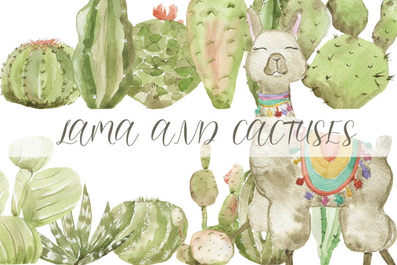 lama-and-cactuses