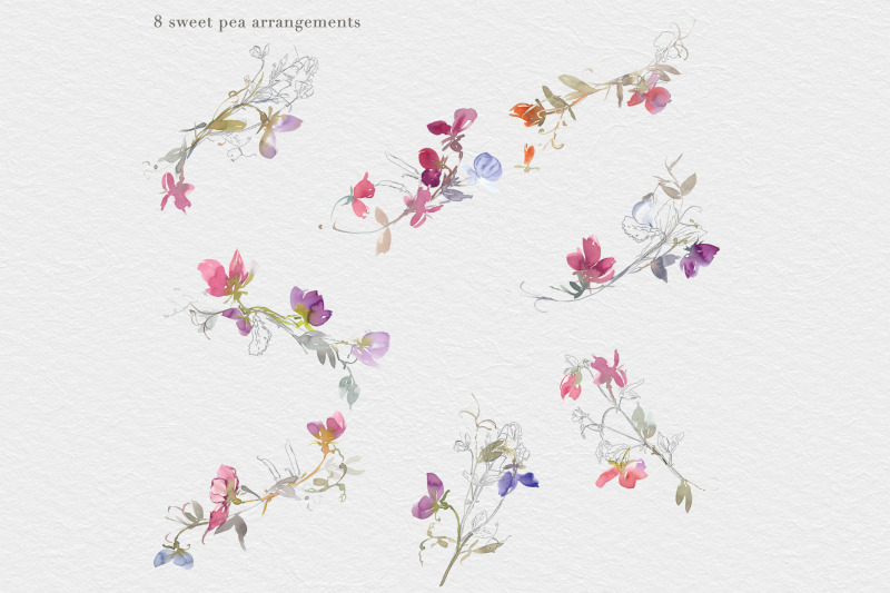 watercolor-sweet-pea-clipart-collection