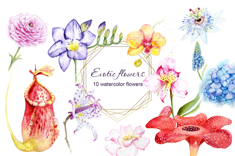 exotic-flowers