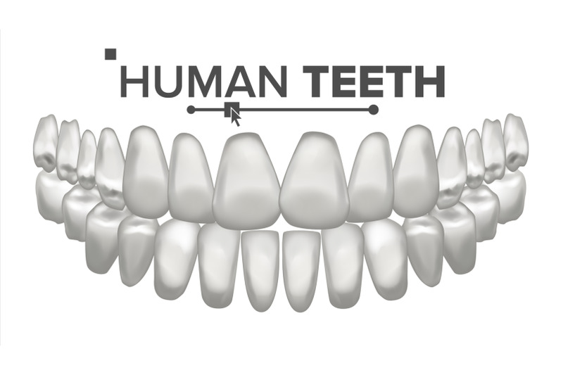 tooth-mouth-anatomy-vector-human-teeth-healthy-white-teeth-dentistry-medical-concept-3d-realistic-isolated-illustration